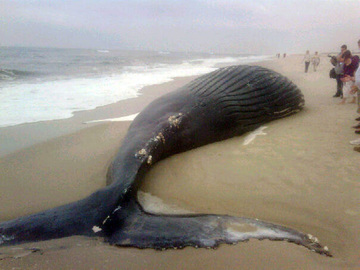 dead-humpback-whale-big