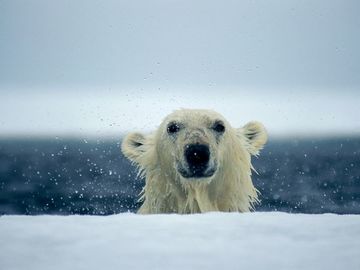polar-bear-wet_667_600x450